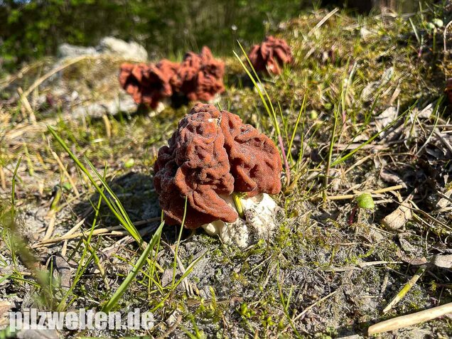 Riesenlorchel, Gyromitra gigas