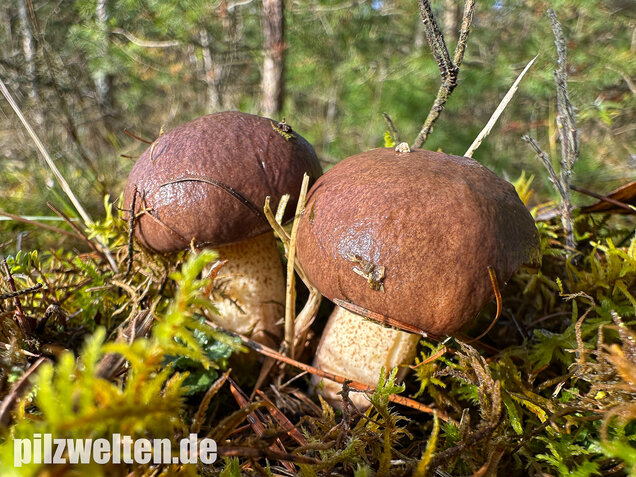Ringloser Butterpilz, Suillus collinitus