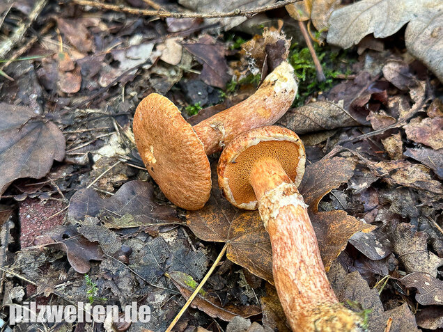 Rostroter Lärchenröhrling, Suillus tridentinus