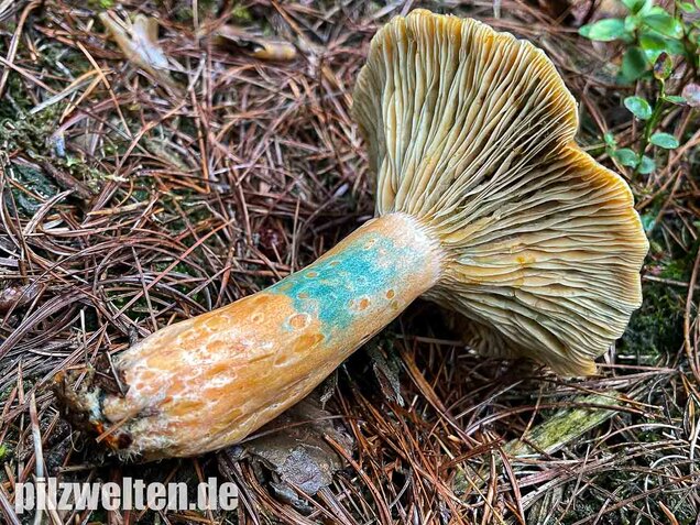 Spangrüner Kiefernreizker, Lactarius semisanguifluus