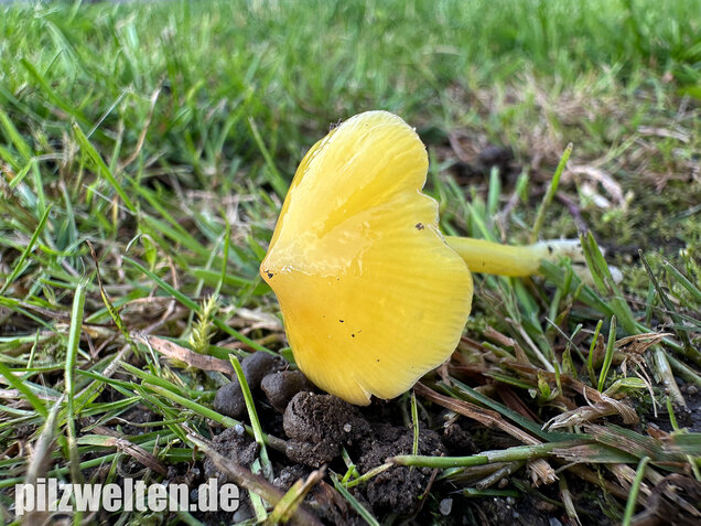 Safrangelber Saftling, Hygrocybe acutoconica