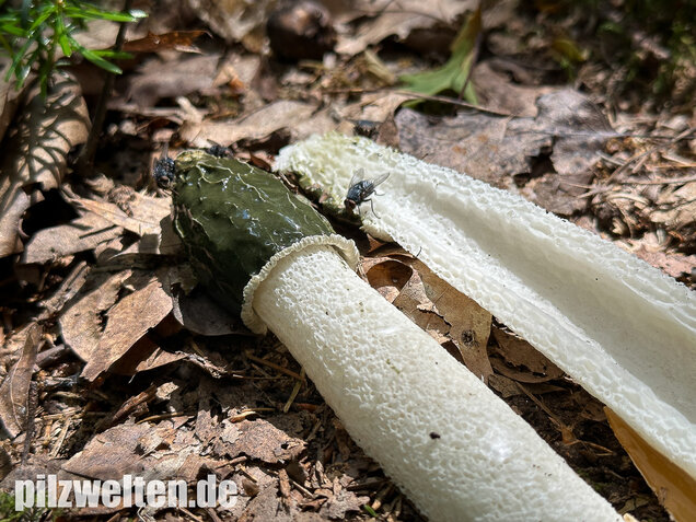 Stinkmorchel, Hexenei, Phallus impudicus