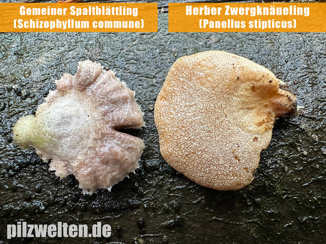 Herber Zwergknäueling, Panellus stipticus