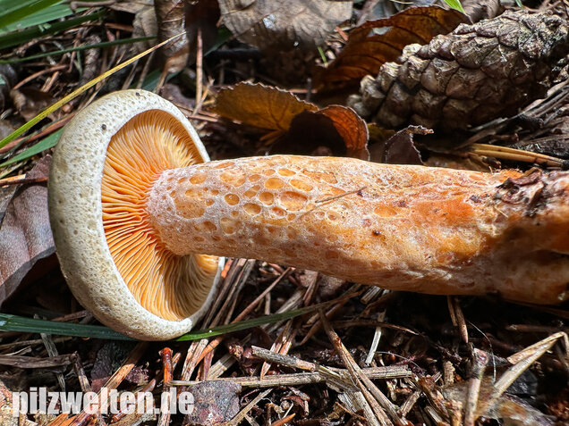 Wechselblauer Edelreizker, Lactarius quieticolor