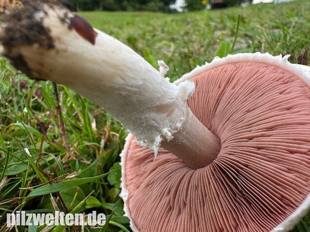 Wiesenchampignon, Wiesenegerling, Erdgürtel, Agaricus campestris