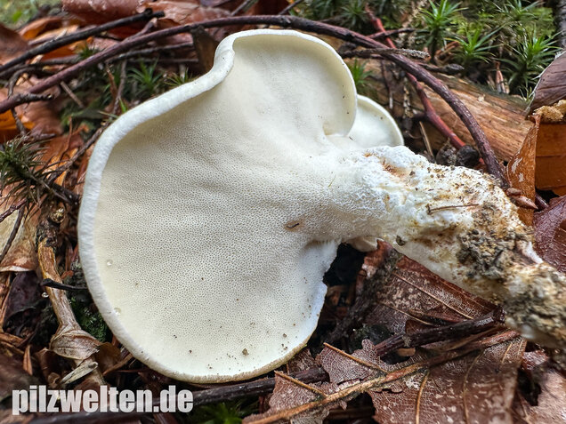 Zitronenporling, Albatrellus citrinus