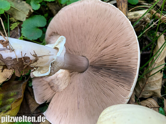 Dünnfleischiger Anischampignon, Agaricus silvicola