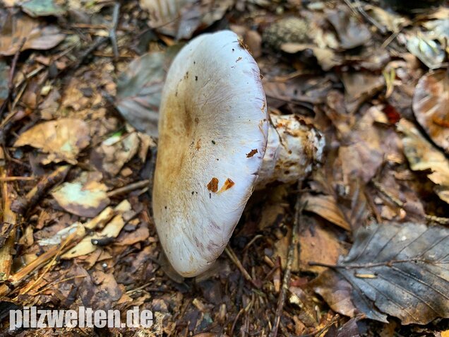 Bocksdickfuß, Cortinarius camphoratus