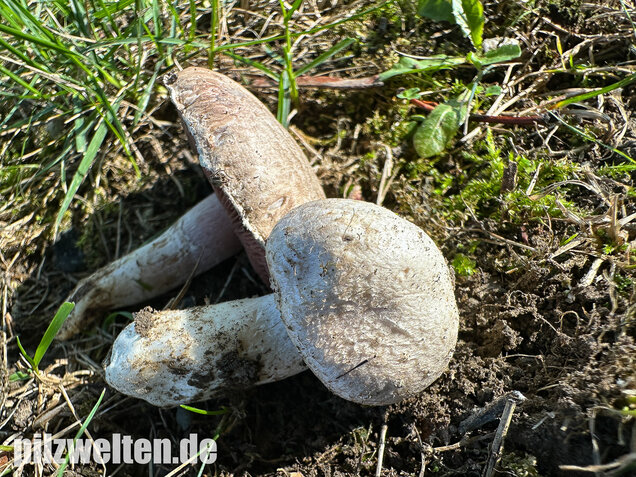 Braunschuppiger Wiesenchampignon, Agaricus moellerianus