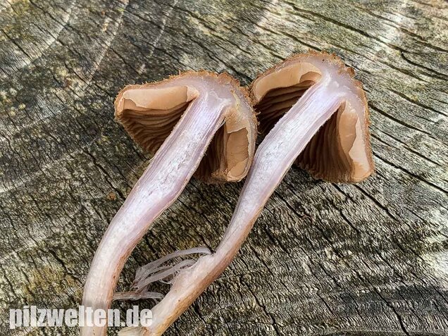 Braunvioletter Risspilz, Inocybe cincinnata var. major