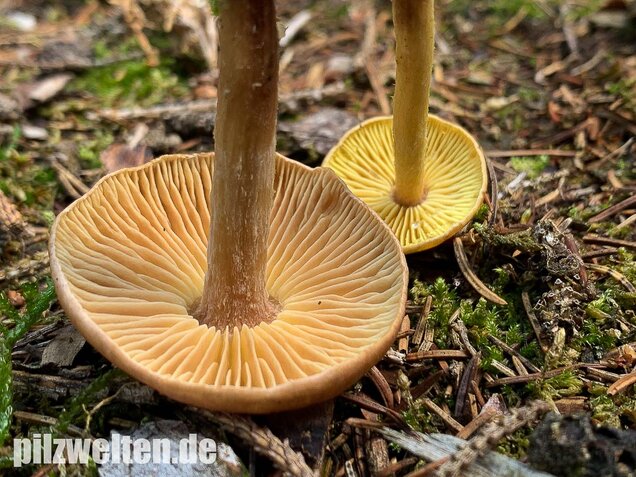 Brennender Rübling, Gymnopus peronatus