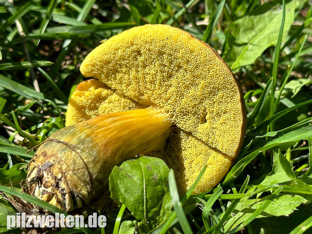Eichenfilzröhrling, Hortiboletus engelii