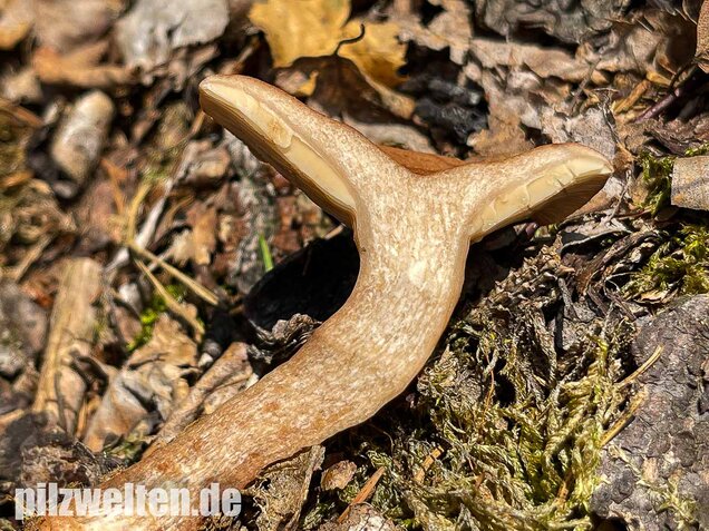 Eichenmilchling, Lactarius quietus