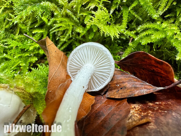 Elfenbeinschneckling, Hygrophorus eburneus