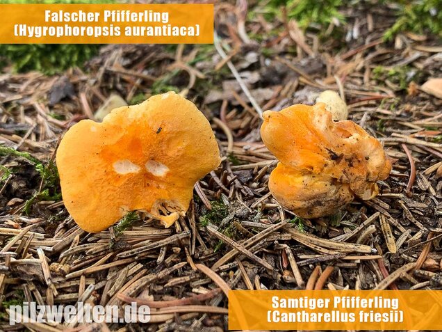 Falscher Pfifferling, Afterleistling, Hygrophoropsis aurantiaca