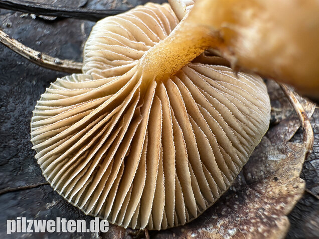 Fettigglänzender Häubling, Blätter-Scheinschüppling, Meottomyces dissimulans
