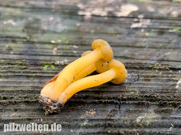 Gallertkäppchen, Leotia lubrica