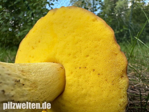 Gehämmerter Röhrling, Hemileccinum depilatum
