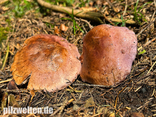 Dunkelfleckender Schleimkopf, Phlegmacium violaceomaculatum