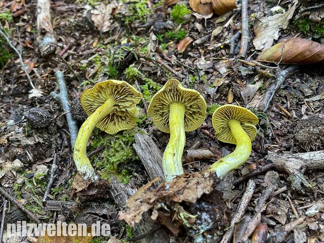 Gemeiner Schwefelritterling, Tricholoma sulphureum