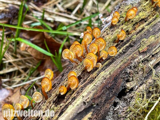 Geselliger Glöckchennabeling, Xeromphalina campanella