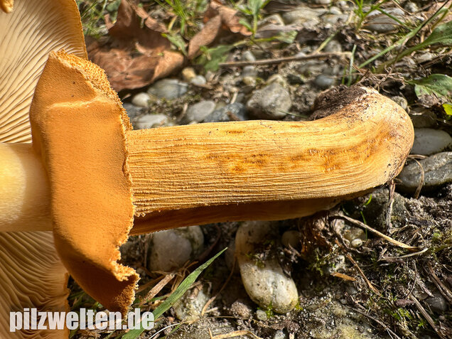 Glimmerschüppling, Phaeolepiota aurea