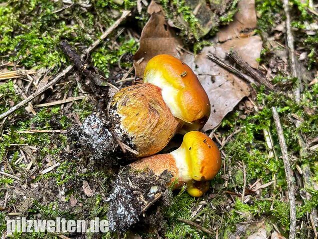 Goldröhrling, Suillus grevillei