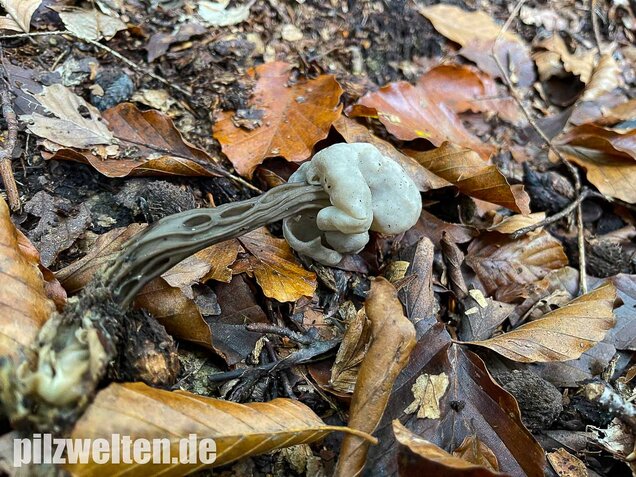 Grubenlorchel, Helvella lacunosa