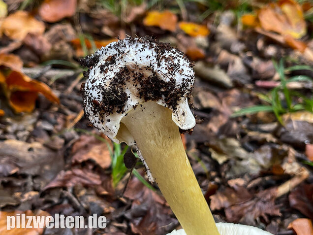 Grüner Knollenblätterpilz, Amanita phalloides