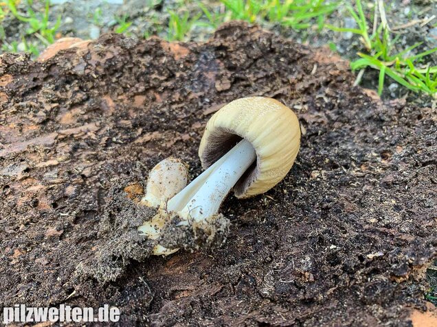 Haustintling, Coprinellus domesticus
