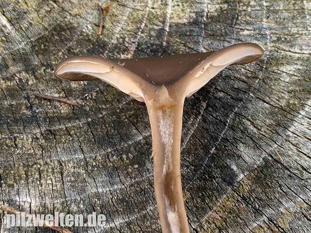 Kaffeebrauner Gabeltrichterling, Pseudoclitocybe cyathiformis