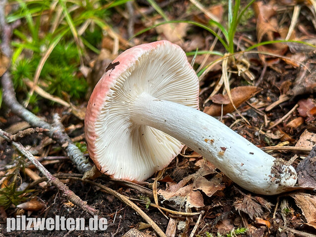 Kleiner Rosatäubling, Russula minutula