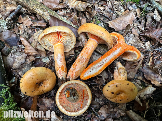 Lachsreizker, Lactarius salmonicolor
