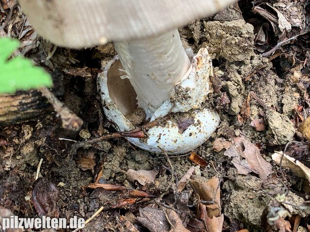 Ockergrauer Scheidenstreifling, Amanita lividopallescens