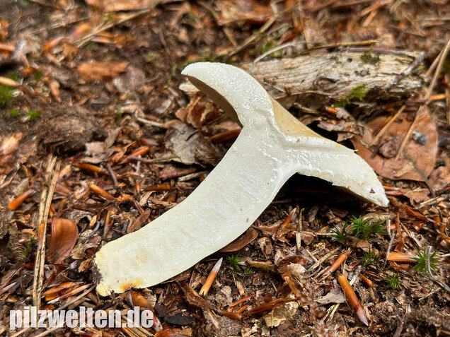 Pfeffermilchling, Lactifluus piperatus