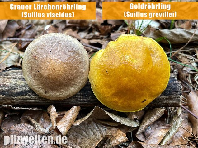 Goldröhrling, Suillus grevillei