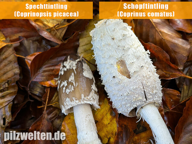 Spechttintling, Elsterntintling, Coprinopsis picacea