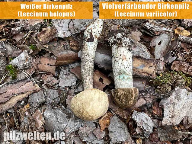 Weißer Birkenpilz, Leccinum holopus