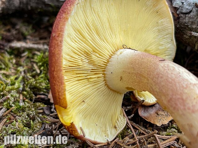 Purpurfilziger Holzritterling, Tricholomopsis rutilans
