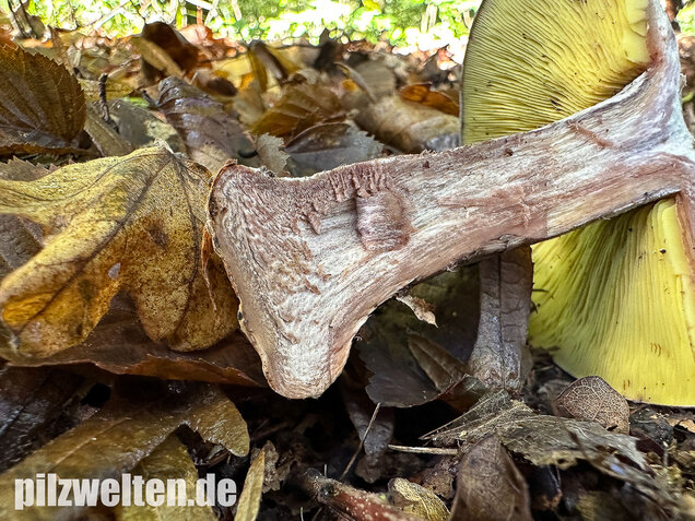 Gelbblättriger Rasling, Rötender Schönkopf, Calocybe favrei