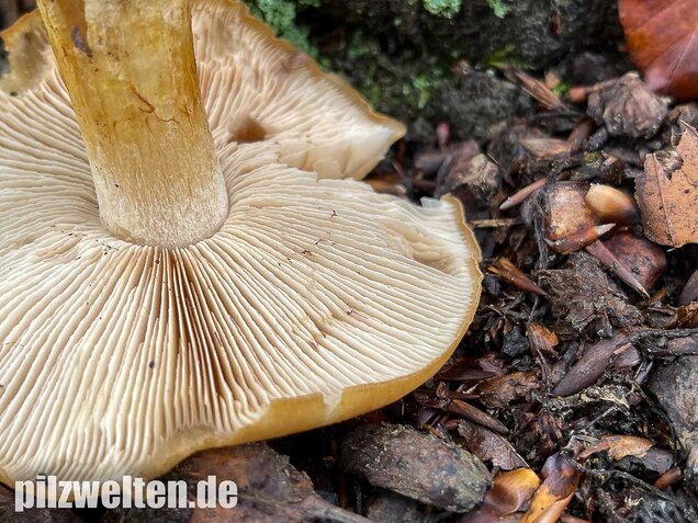 Sägeblättriger Klumpfuß, Cortinarius multiformis