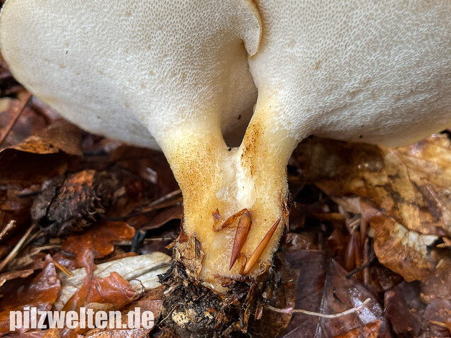 Sklerotienporling, Polyporus tuberaster