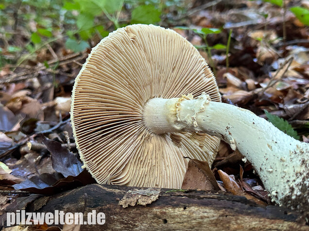 Spitzkegeliger Wulstling, Amanita echinocephala