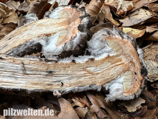 Strubbelkopfröhrling, Strobilomyces strobilaceus