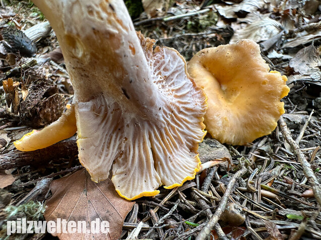 Gelbvioletter Pfifferling, Cantharellus ianthinoxanthus