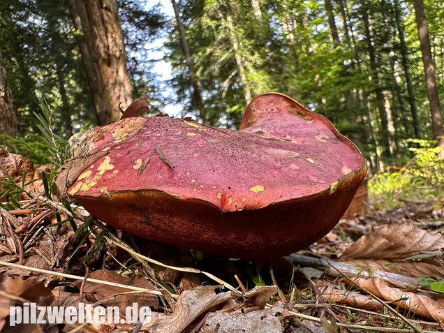 Weinroter Purpurröhrling, Suillellus rubrosanguineus