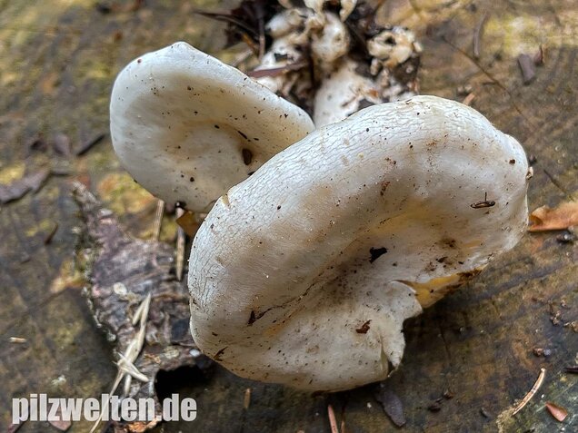 Weißer Büschelrasling, Leucocybe connata