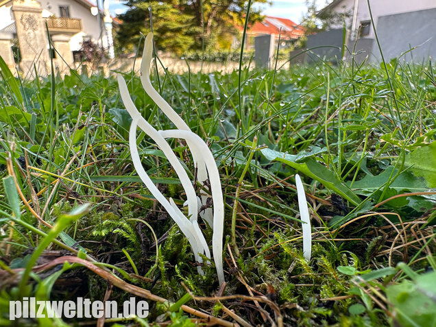 Wiesenkeule, Wurmförmige Keule, Clavaria fragilis