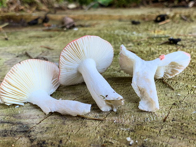 Birkenspeitäubling, Russula betularum