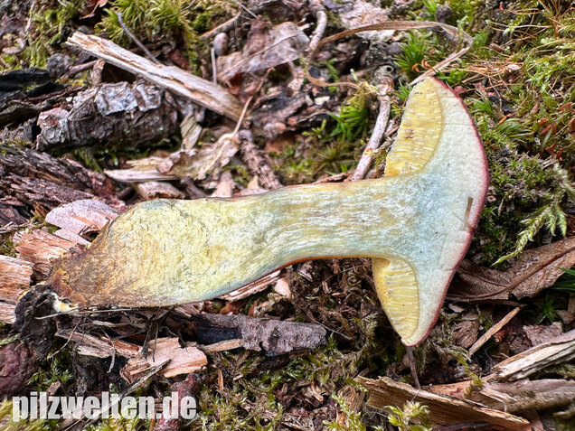 Blutroter Filzröhrling, Blutroter Gartenfilzröhrling, Hortiboletus rubellus